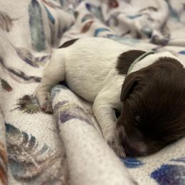 Girl 3 - Wirehaired Pointing Griffon puppy in Ohio from Feather View Farm