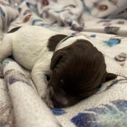Girl 3 - Wirehaired Pointing Griffon puppy in Ohio from Feather View Farm