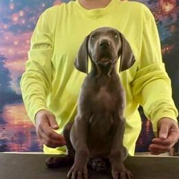 Billy - Blue male Weimaraner puppy in Aitkin, Minnesota from Whispering’s GunDogs