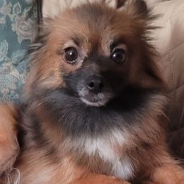 Ayana - Pomeranian