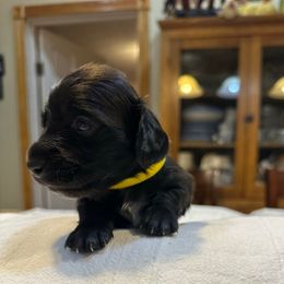 Yellow-Sarah - Black female Dachshund puppy in Greenfield, Indiana from Thompson's Prairie Pride