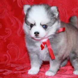 Kayce - Gray and white female Pomsky puppy in Chino Valley, Arizona from Rose Peek Pomskies