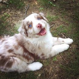 Australian Shepherd Puppies from AussieLand Shepherds