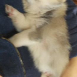 Pomeranian and Pomsky Puppies from Spillman's Specialty Breeding