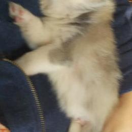 Pomeranian and Pomsky Puppies from Spillman's Specialty Breeding