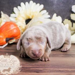 CKC Honey - Dapple female Dachshund puppy in Christiansburg, Virginia from Little Legs Luxury Dachshunds LLC