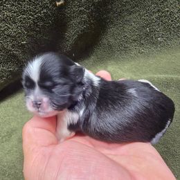 Boy 2 - Black and white male Shih Tzu puppy in Mountain Grove, Missouri from Precious Puppies