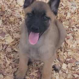 Boy 2 - Mahogany male Belgian Malinois puppy in Corpus Christi, Texas from Heavenly Firefly Belgian Malinois