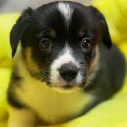 Mason - Black and tan male American Corgi puppy in Nortonville, Kansas from Low Riders Corgis & Mini Aussies
