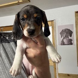 Sable - Dapple female Dachshund puppy in Pierson, Florida from Paige’s Mini Dachshunds