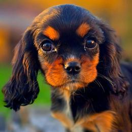 Violet - Black and tan female Cavalier King Charles Spaniel puppy in Watsontown, Pennsylvania from Huntsman Cavaliers