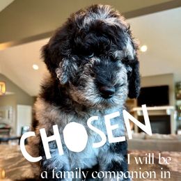 King Louie - male Newfypoo puppy in Jackson, Missouri from Two Sisters Ranch, LLC