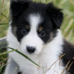Border Collie Puppies from Little  Foxx Farms