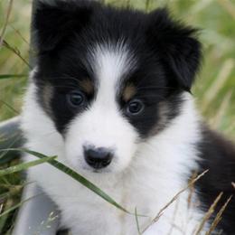 Border Collie Puppies from Little  Foxx Farms