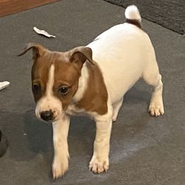 Boy 2 - Rat Terrier puppy from DHart Farm & Kennel