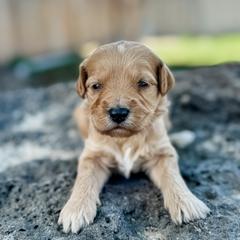 Virginia1 - female Golden Mountain Doodle puppy in Twin Falls, Idaho from Magic Valley Family Doodles