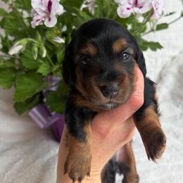 Spruce - Black and tan male Dachshund puppy in Granger, Indiana from Woodland Doxies