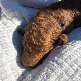 Blue - Red  male Poodle puppy in Pasco, Washington from Dayton Farms
