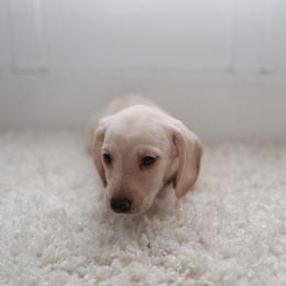 Mac - Cream male Dachshund puppy in Indiantown, Florida from Turquoise River Minature Dachshunds