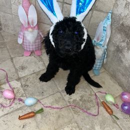 Poodle Puppies from Arindayle Standard Poodles