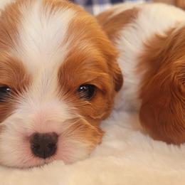 Boy 3 - Blenheim male Cavalier King Charles Spaniel puppy in Castorland, New York from Faithful Friends Cavaliers
