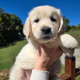 Teal - Light golden male Golden Retriever puppy in Pembroke, Virginia from Springhouse Farms