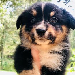 AKC Yankee - Black tri-color male Australian Shepherd puppy in Tallapoosa, Georgia from Foxhaven Farms Aussies