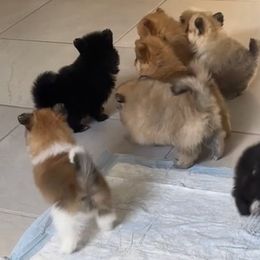 Pomeranians from Katia's Pomeranians