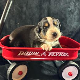Black tri 1 - Black tri-color male Australian Shepherd puppy in Loganville, Georgia from Howell Aussies
