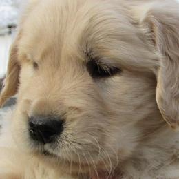 Collies and Golden Retrievers from Clearvu Kennels
