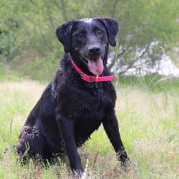 Onyx - Black female Labrador Retriever puppy in Morrilton, Arkansas from Ancient Dogges Performance Dogs