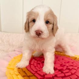 Preston - Fawn and white male Sheepadoodle puppy in Roseburg, Oregon from Sharon’s Sheepadoodle’s