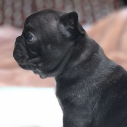 Boy 1 - French Bulldog puppy in Berea, Kentucky from Bully Life Farms