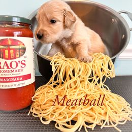 Golden Retriever Puppies from Ruff Life Goldens