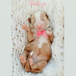 Penelope - Apricot female Goldendoodle puppy in Rio Linda, California from GoldendoodlePaw