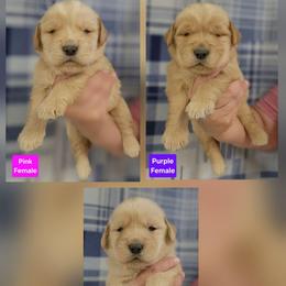 Spark Female 1 - Golden female Golden Retriever puppy in Wauseon, Ohio from Golden Sunrise Retrievers