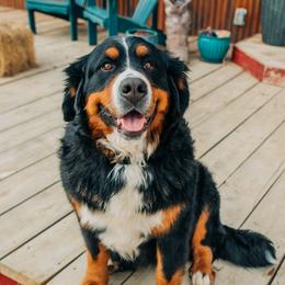 Gidget - Bernese Mountain Dog
