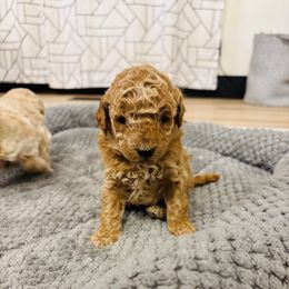 Levon - Apricot male Goldendoodle puppy in Piedmont, Oklahoma from Perdue Puppies