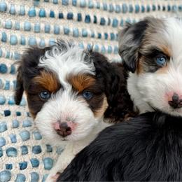 Australian Mountain Doodle puppies from Angel Pups Deluxe