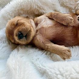 Henry the Lion Hearted - Boy red- - Red male Cavapoo puppy in Gilbert, Arizona from Arizona Toy Cavapoos – Health‐Tested & Home‐Raised