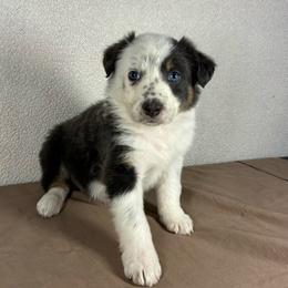 Manny-blue tri - Blue male Border Collie puppy in Chattanooga, Tennessee from Ross Vegas Kennels