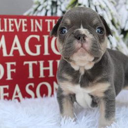 French Bulldogs from Autumn Skye French Bulldogs