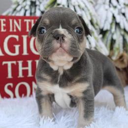 French Bulldogs from Autumn Skye French Bulldogs