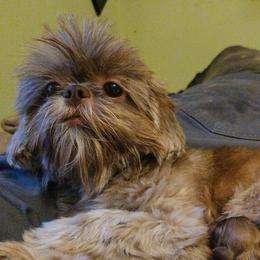 LuLu - Shih Tzu