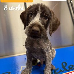 Boy 3 Tan - Liver and white male German Wirehaired Pointer puppy in Harrisville, Pennsylvania from Black Creek GWP