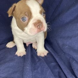 Boston Terrier Puppies from The Gentlemen Breed