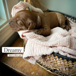 Dreamy - Red female Cavapoo puppy in Easley, South Carolina from Cutiepie Cavapoos