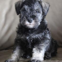 Sally - Salt and pepper female Miniature Schnauzer puppy in Richardton, North Dakota from Crooked Tree Ranch