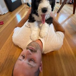 Old English Sheepdog Puppies from Sapphire Eyes Sheepdogs