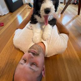 Old English Sheepdog Puppies from Sapphire Eyes Sheepdogs